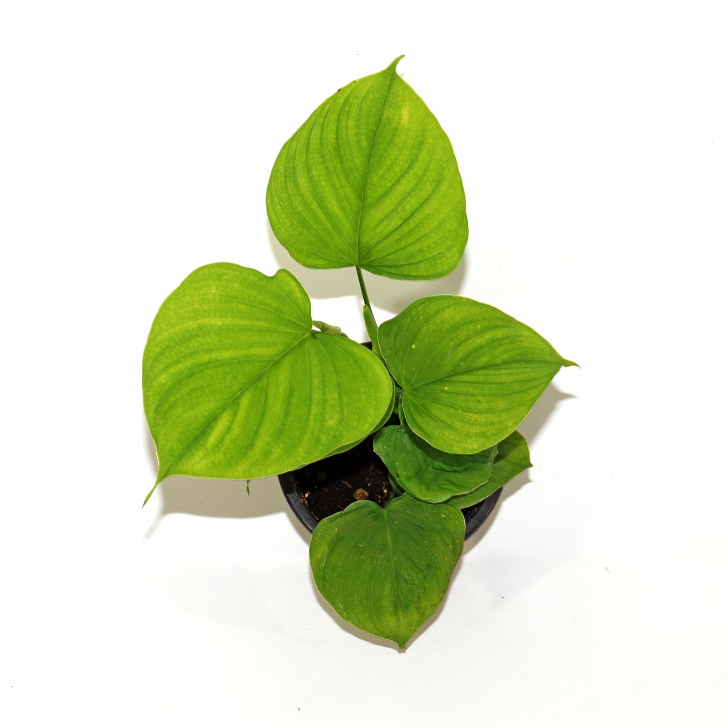 philodendron fraternum Philodendron fibraecataphyllum