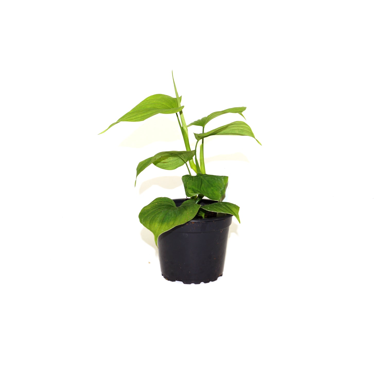 Philodendron fibraecataphyllum