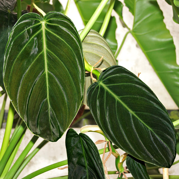 Philodendron Gigas | Impressive Growing Velvet Foliage