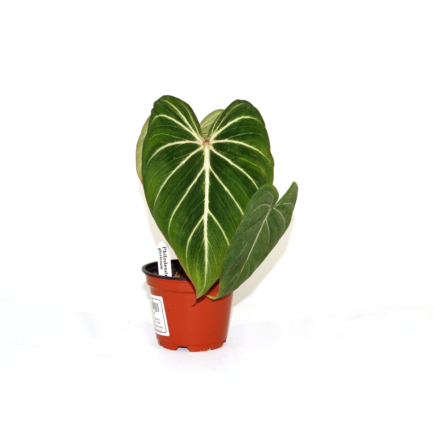 philodendron gloriosum for sale us Philodendron gloriosum