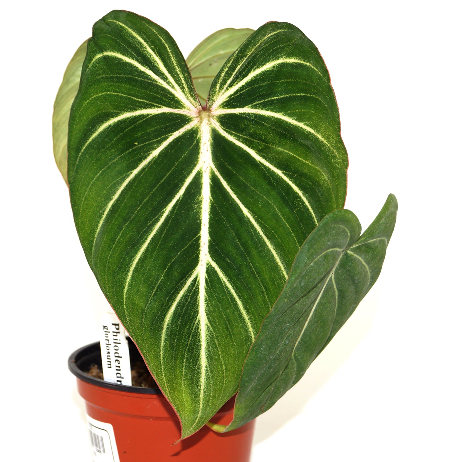 buy philodendron gloriosum Philodendron gloriosum