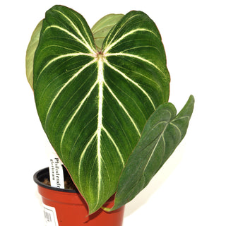 Philodendron gloriosum - 4" Pot