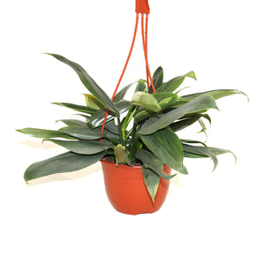 Philodendron hastatum (narrow leaf) - 6" Hanging Basket