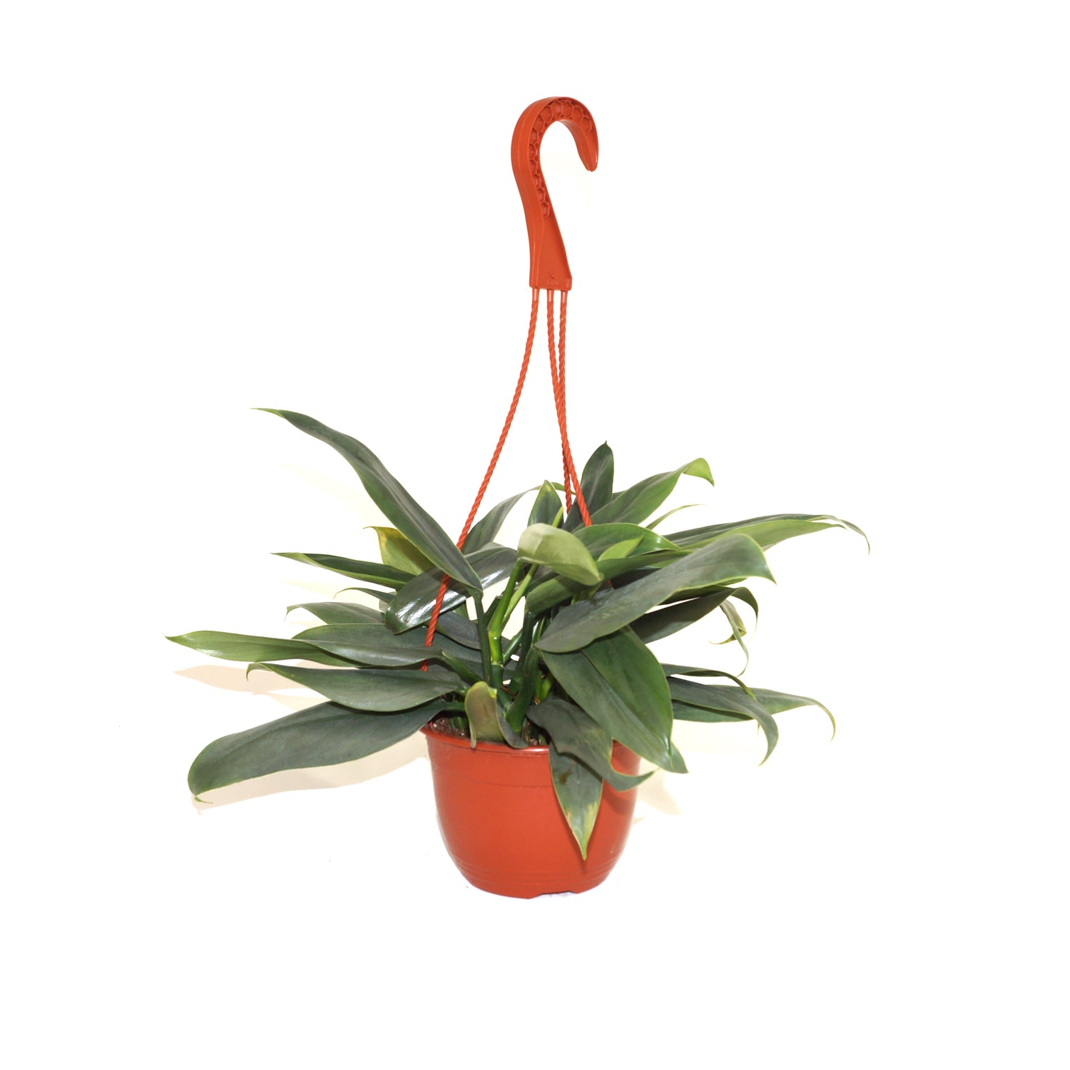 hastatemom philodendron Philodendron hastatum (narrow leaf)