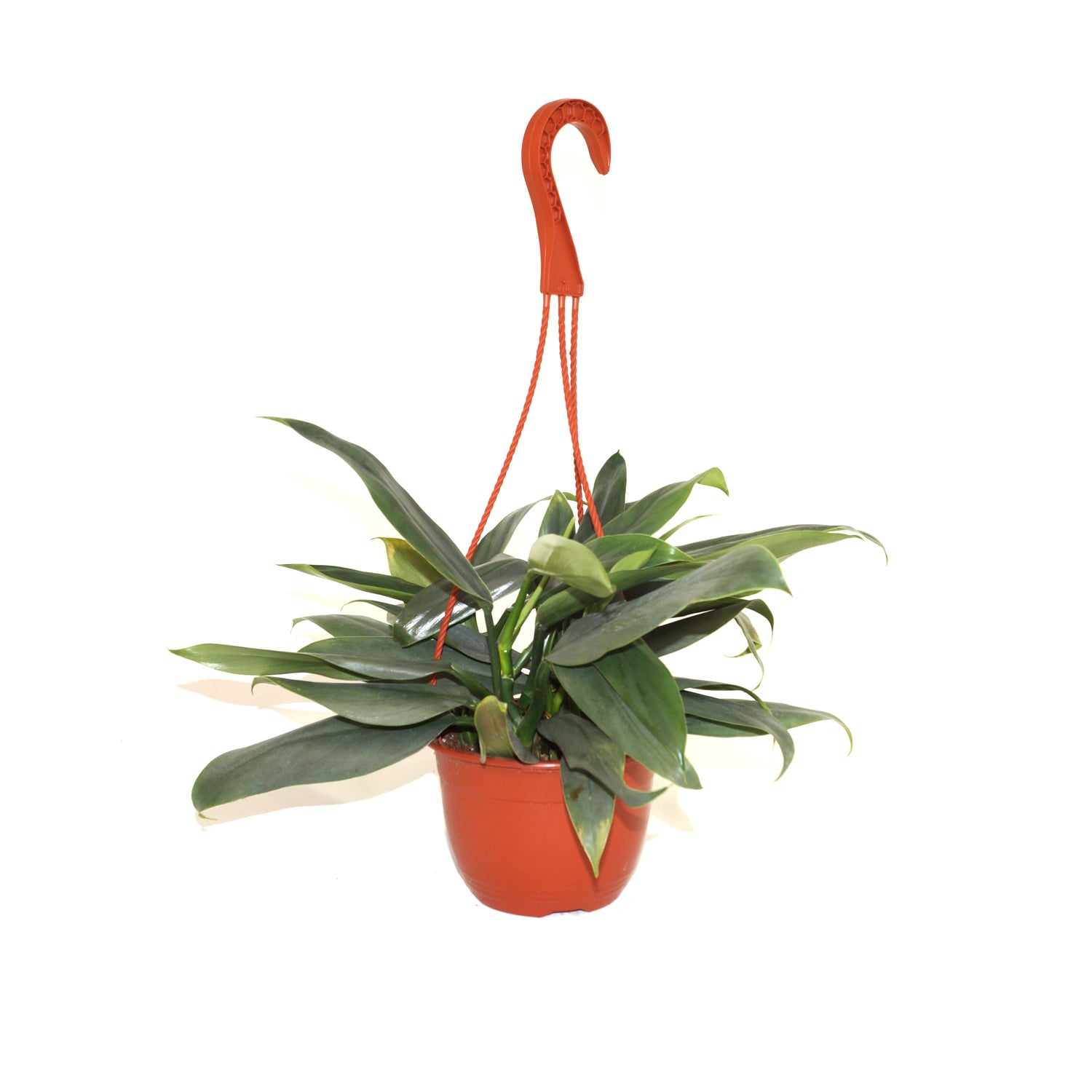Philodendron hastatum (narrow leaf) - 6" Hanging Basket