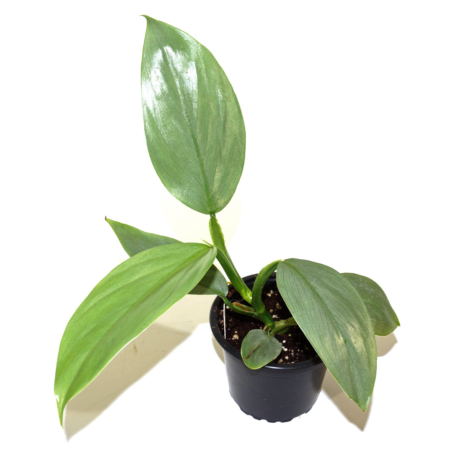 philodendron glaucophyllum vs hastatum Philodendron hastatum glaucophyllum (Juvenile) "Silver Sword"