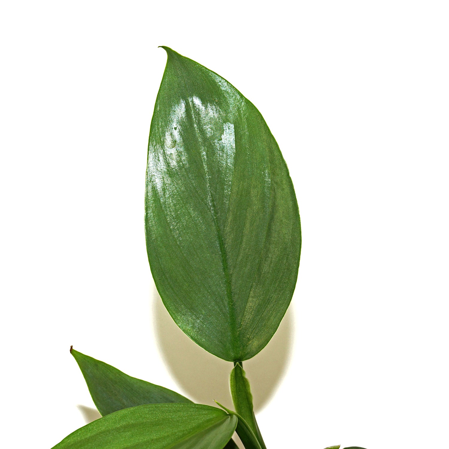 sword leaf philodendron Philodendron hastatum glaucophyllum (Juvenile) "Silver Sword"