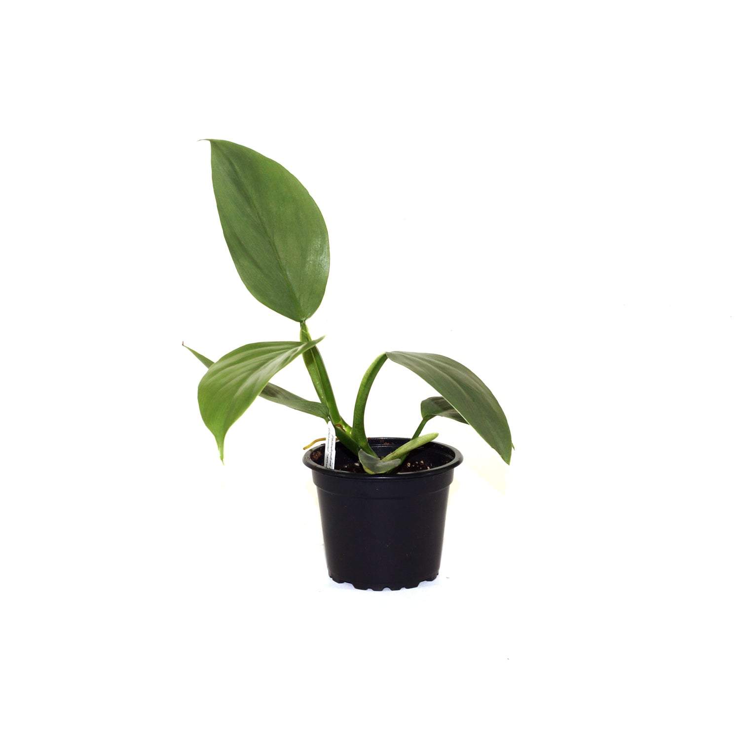 philodendron hastatum stekken Philodendron hastatum glaucophyllum (Juvenile) "Silver Sword"