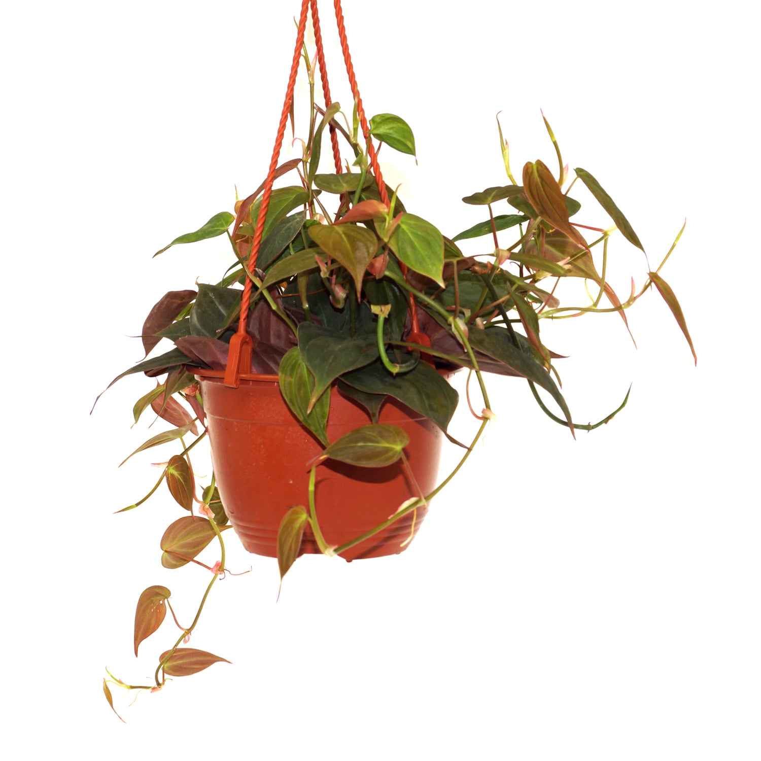 Philodendron hederaceum 'Micans' 6" Hanging Basket