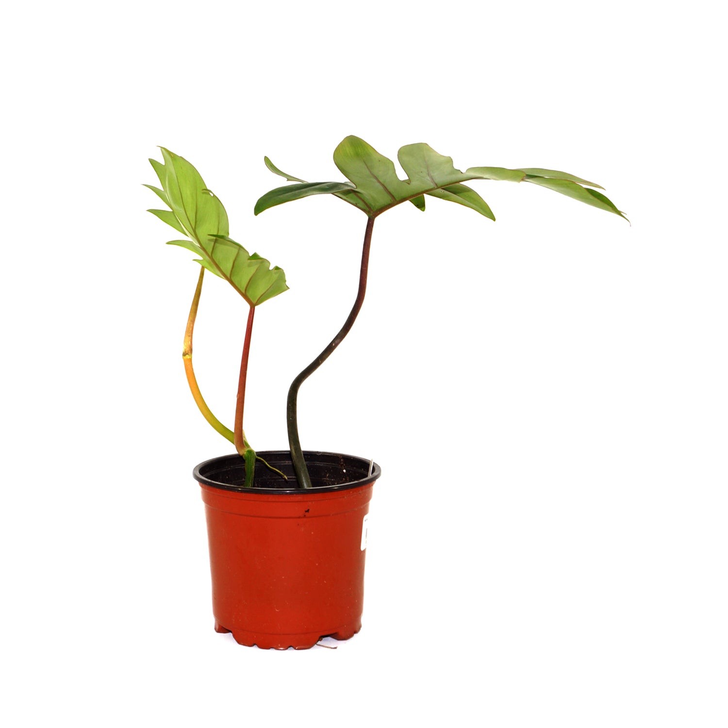 mayoi philodendron Philodendron mayoi
