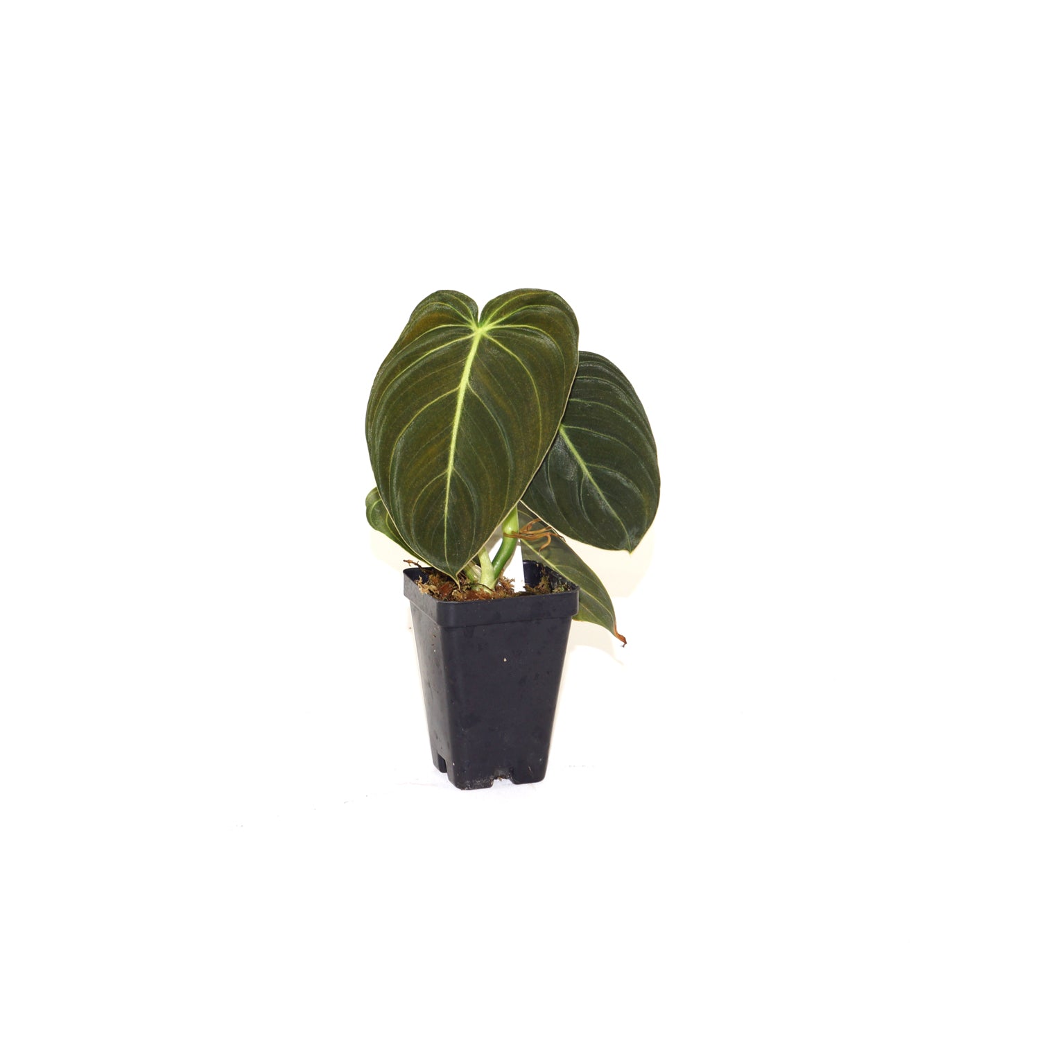 philodendron melanochrysum long leaf Philodendron melanochrysum – Steve's Leaves