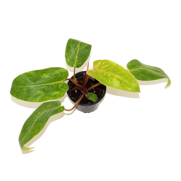 lady philodendron Philodendron 'Painted Lady'