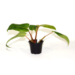 Philodendron 'Painted Lady' - 3.5" Pot