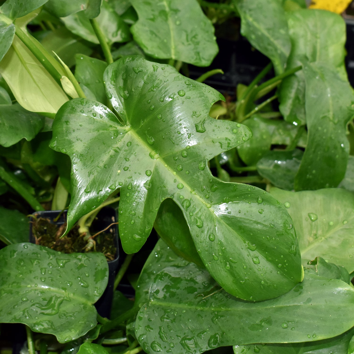 philodendron bipennifolium vs pedatum Philodendron pedatum x distantilobum
