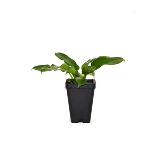 Philodendron distantilobum - 3.5" Pot