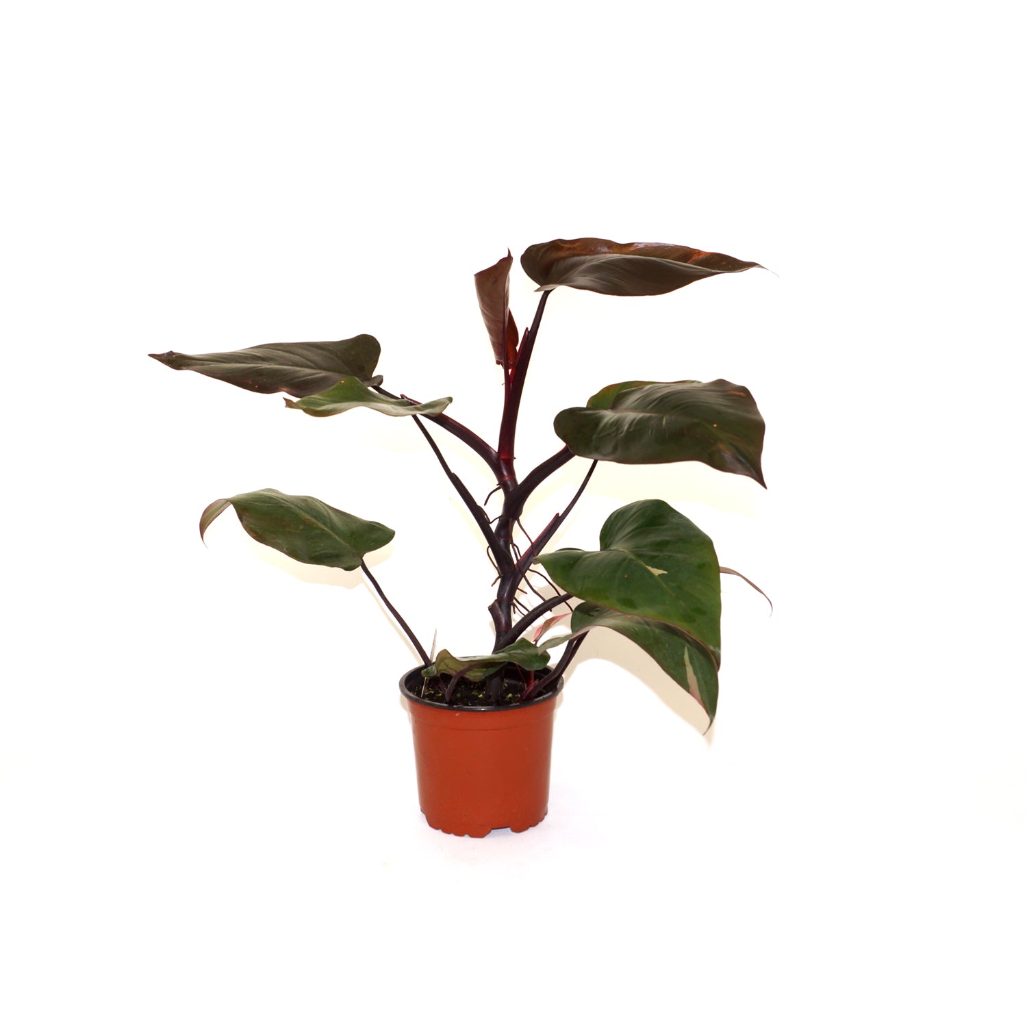 Philodendron 'Pink Princess' (reverted NON TC) - 5.5" Pot