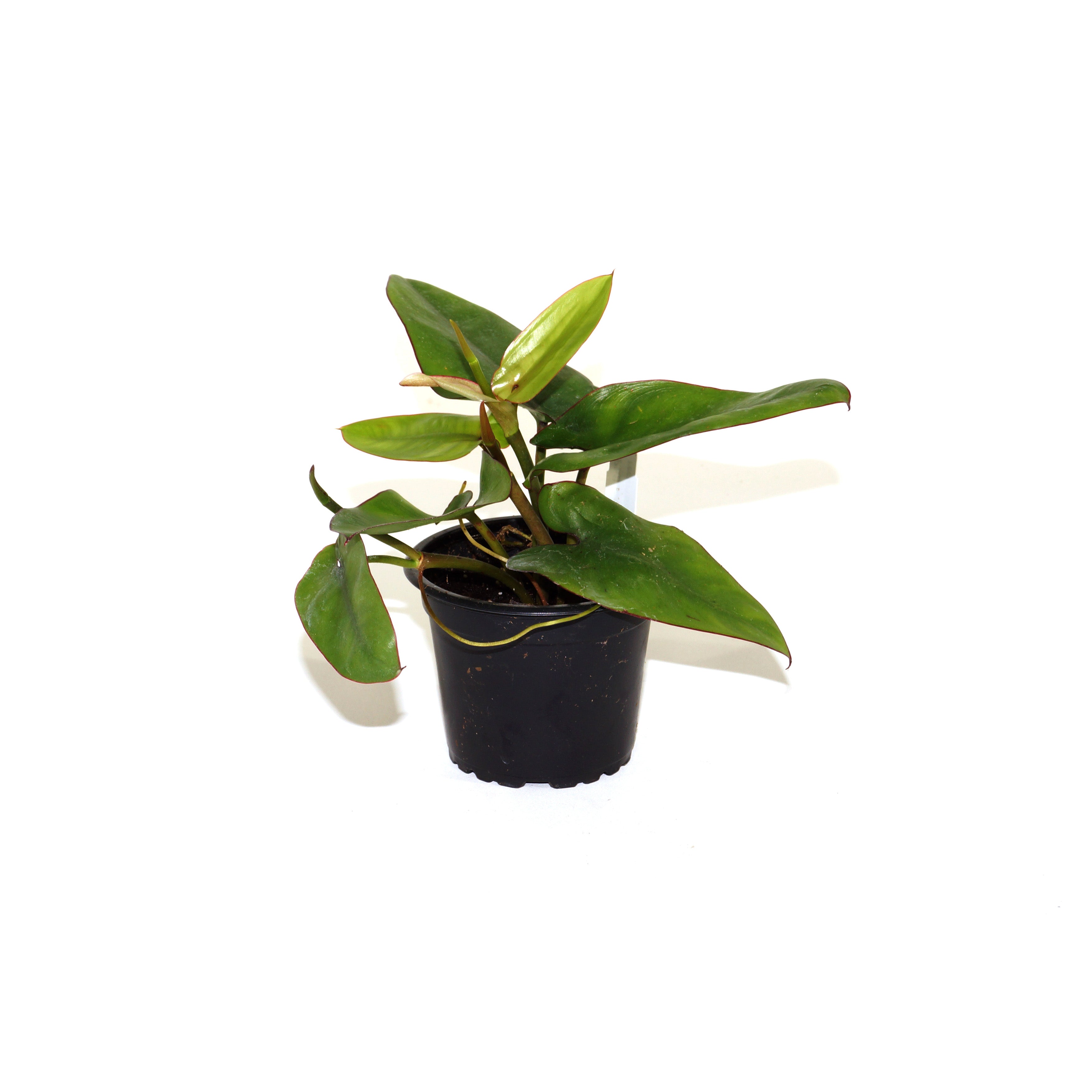 philodendron vancouver Philodendron recurvifolium