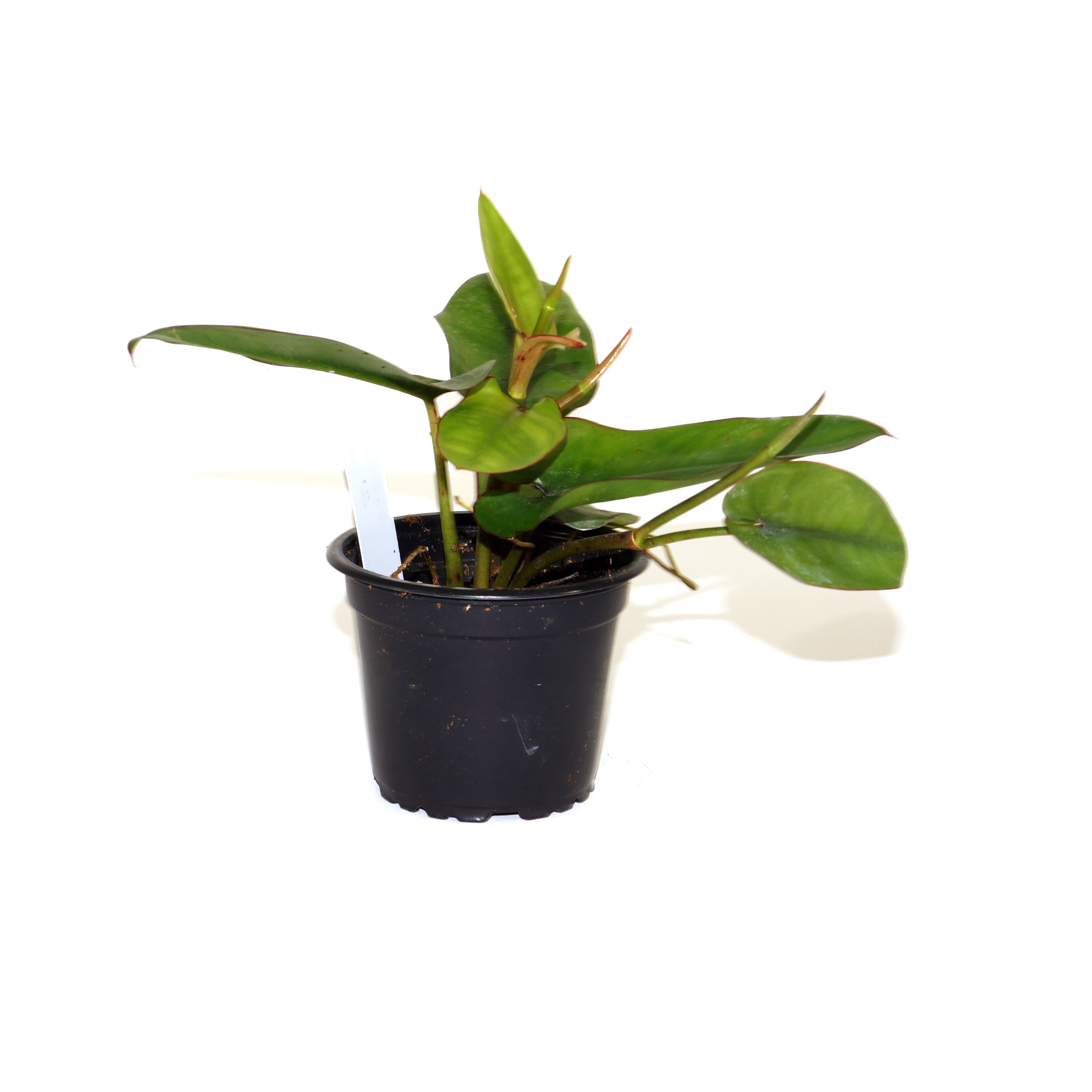 philodendron black emerald Philodendron recurvifolium – Steve's Leaves