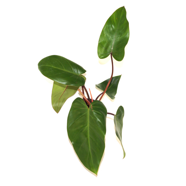 philodendron erubescens emerald queen Philodendron Erubescens Red Emerald | Climbing Houseplants