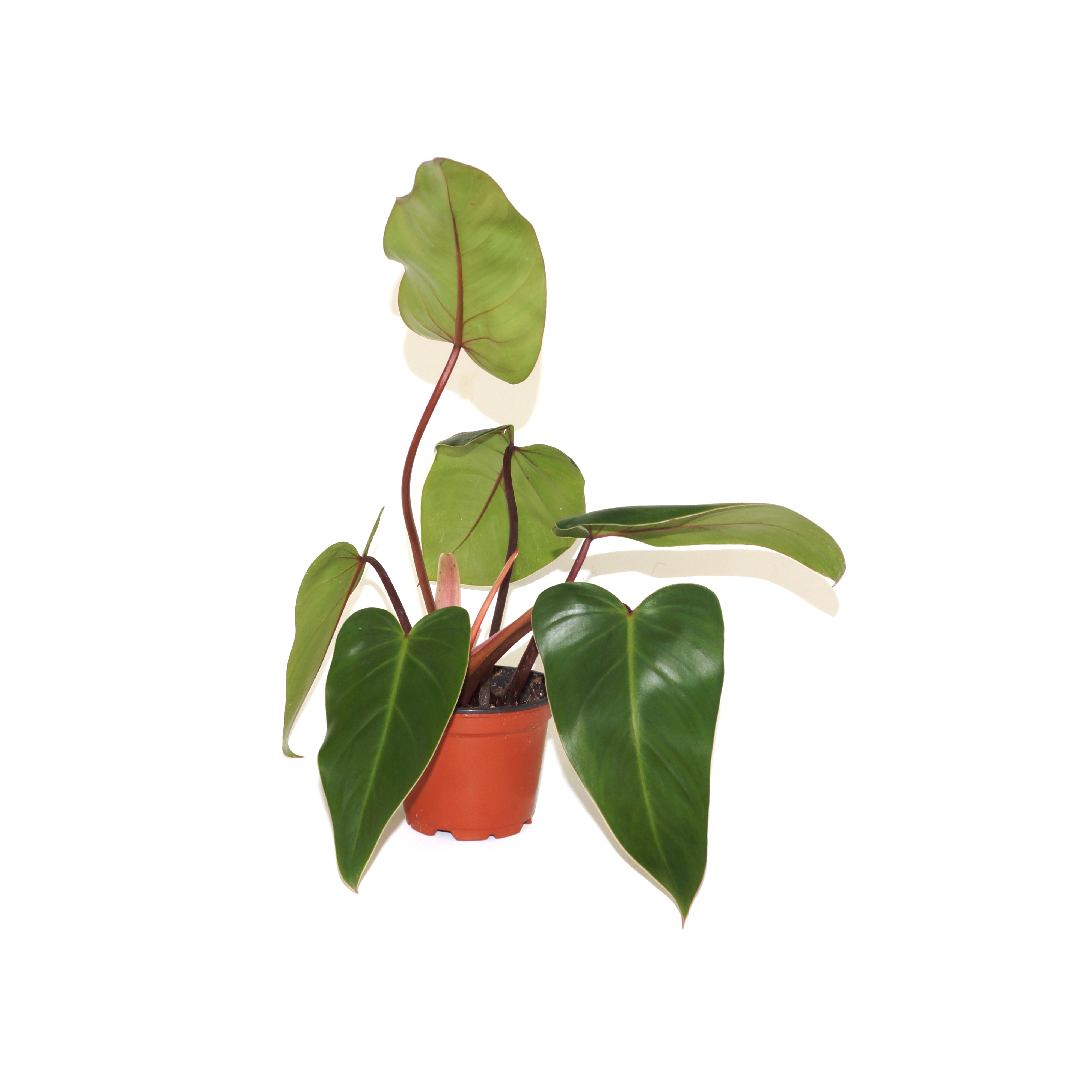 red emerald philodendron light requirements Philodendron erubescens 'Red Emerald'