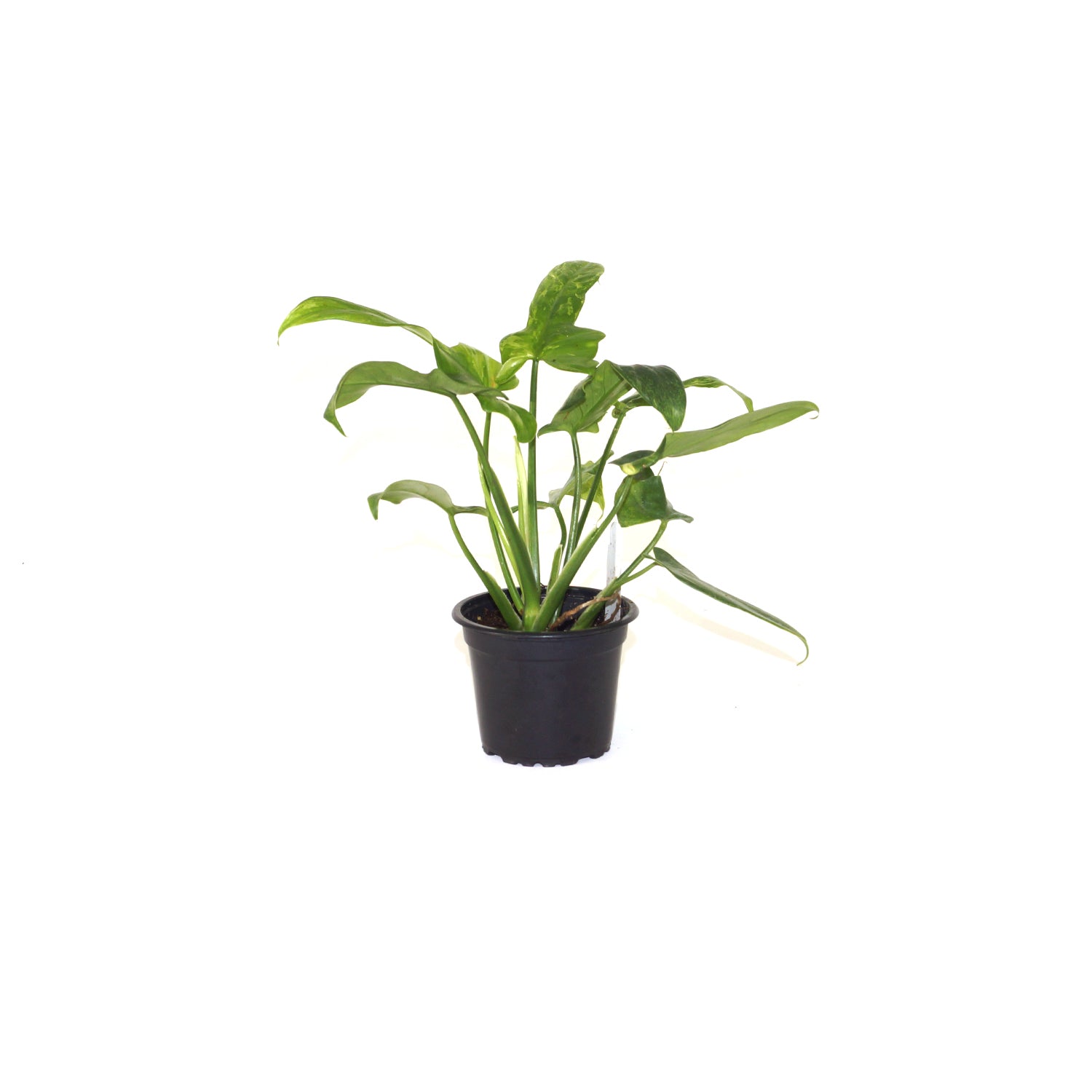 Philodendron bipennifolium 'Splash Gordon' - 3.5" Pot