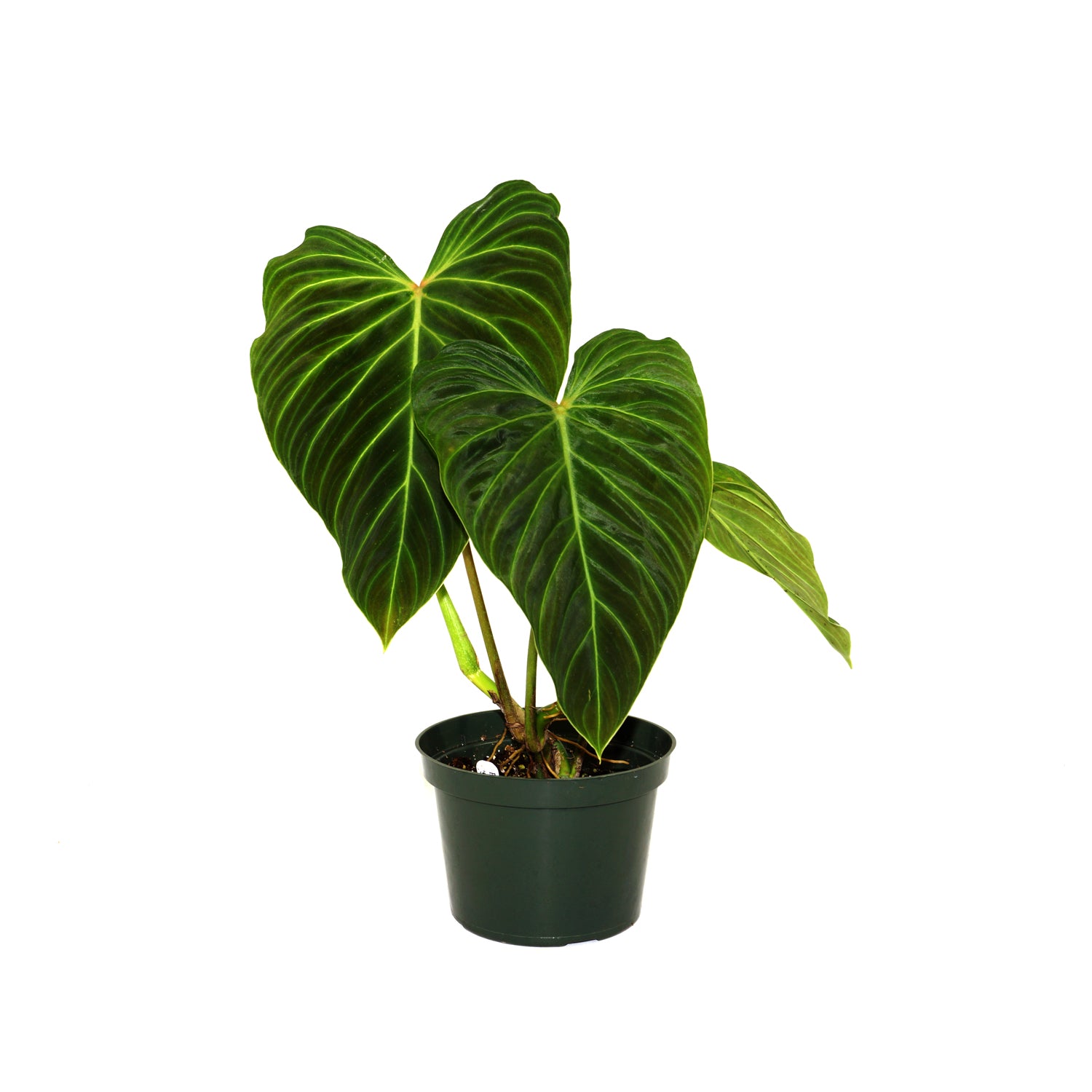 green climbing philodendron Philodendron Splendid | Bold Green Leaf Climbing Aroid