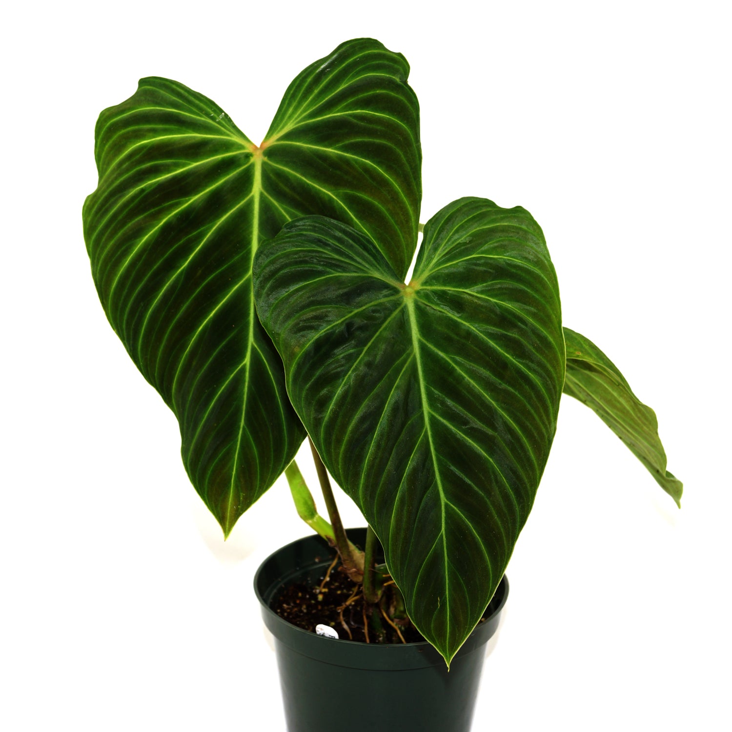 adairs philodendron Philodendron Splendid | Bold Green Leaf Climbing Aroid