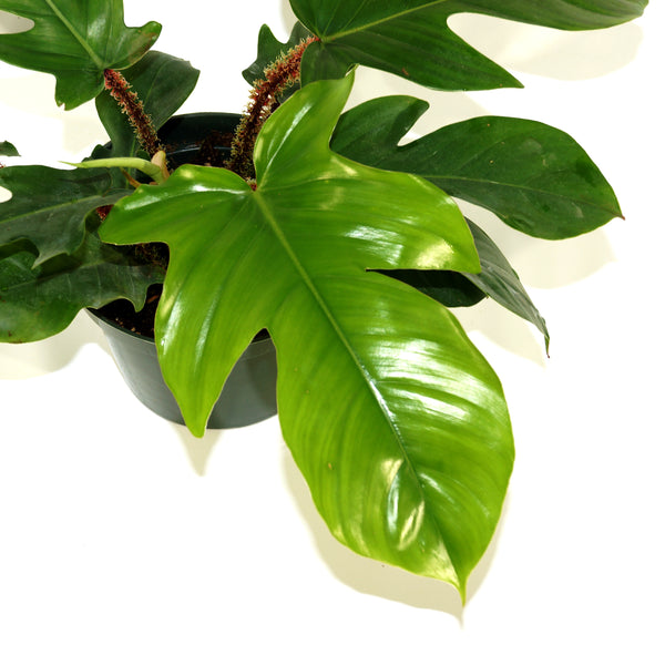 philodendron squamiferum variegated Philodendron squamiferum