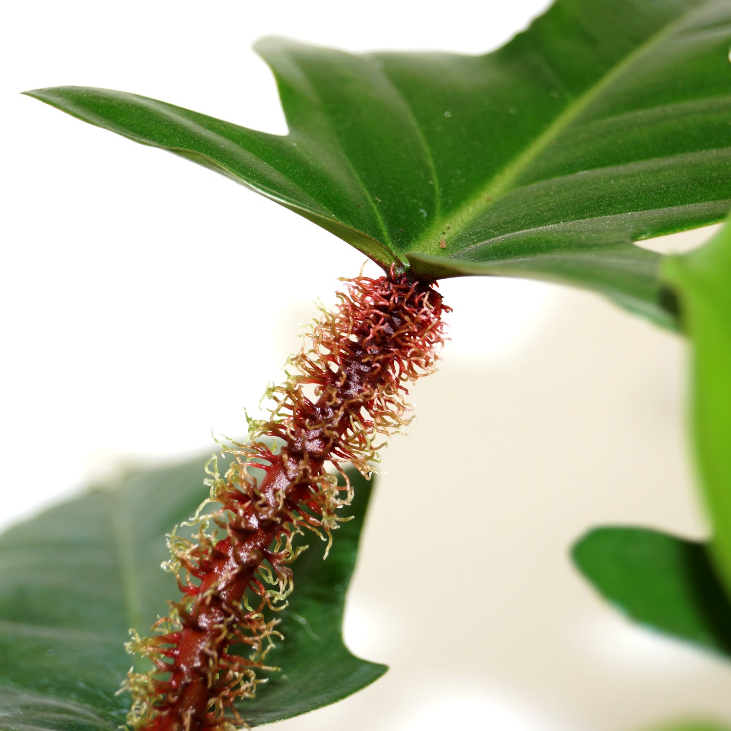 philodendron squamiferum Philodendron squamiferum