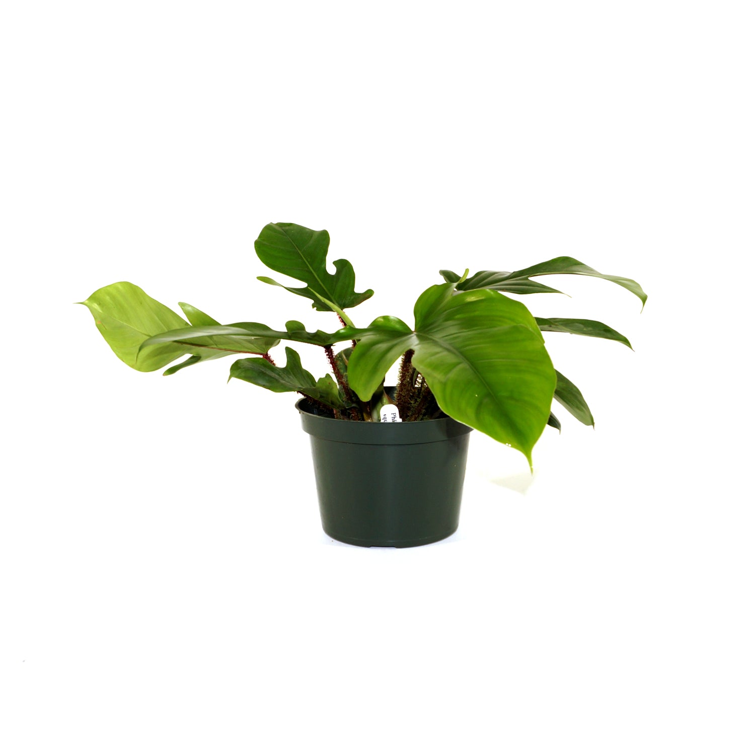 squami philodendron Philodendron squamiferum
