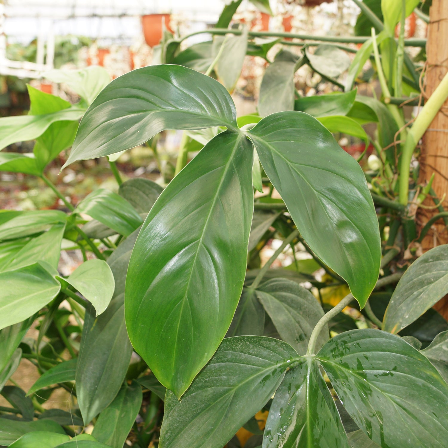 philodendron tripartitum Philodendron tripartitum