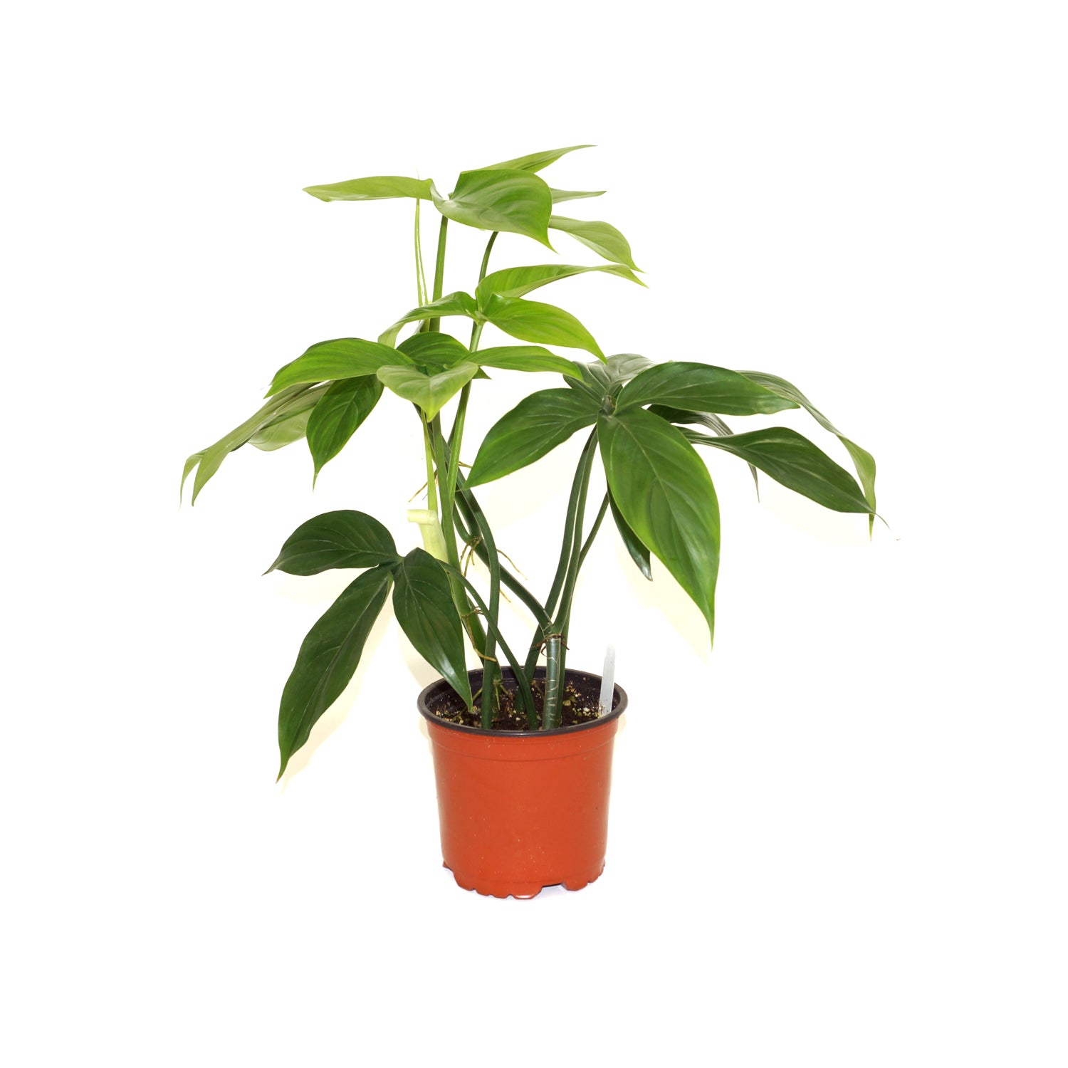 Philodendron tripartitum - 5.5" Pot – Steve's Leaves