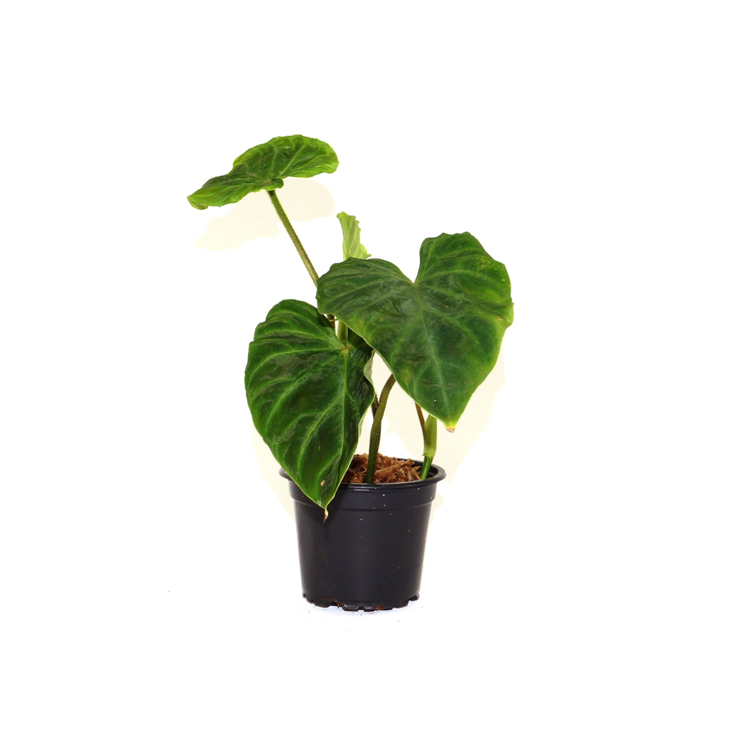 Philodendron verrucosum - 3.5" Pot