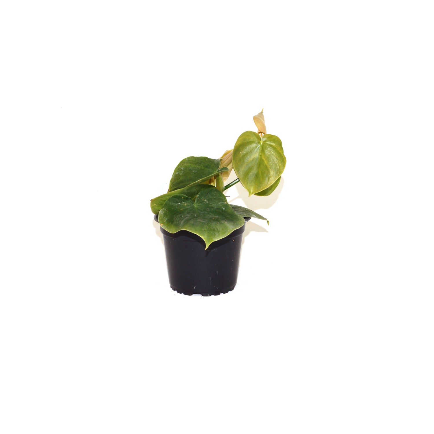 philodendron mini purple Philodendron werneri "Mini"