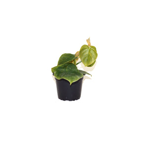 Philodendron werneri "Mini"