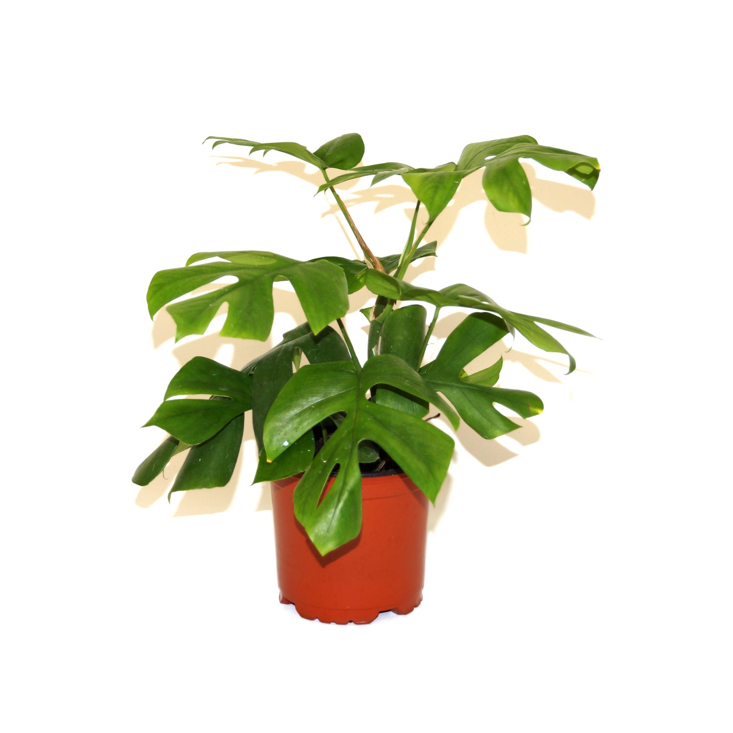 buy philodendron tetrasperma Rhaphidophora tetrasperma