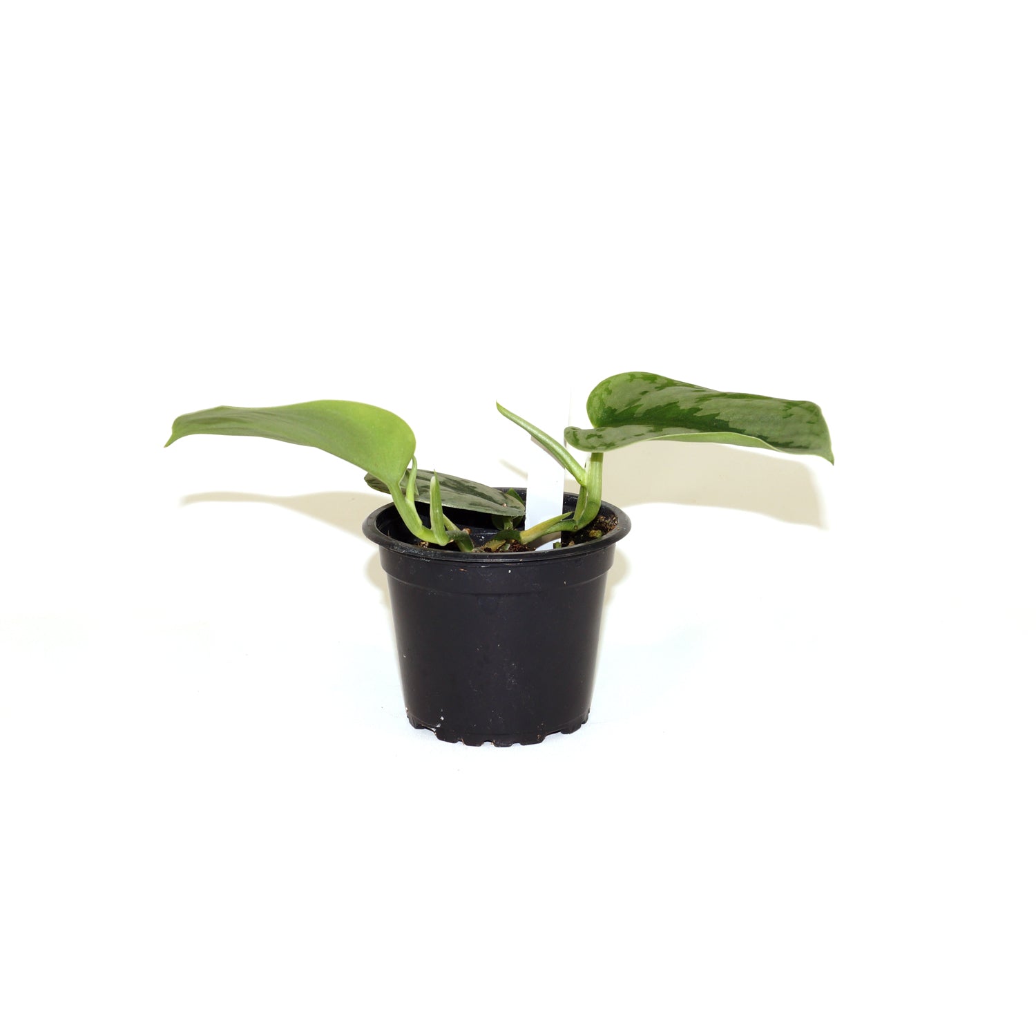 noid philodendron Scindapsus NOID – Steve's Leaves
