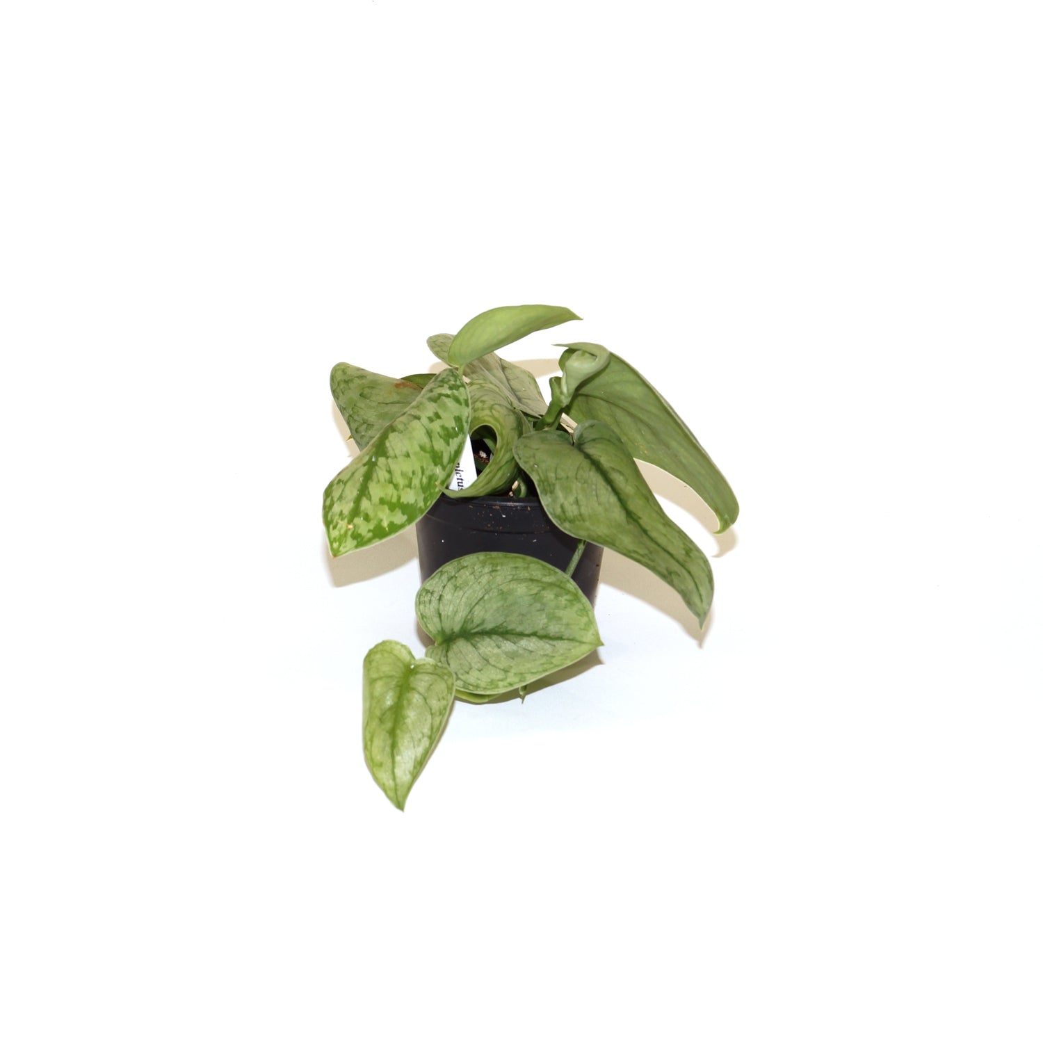 silver cloud pothos Scindapsus pictus 'Silver Cloud'