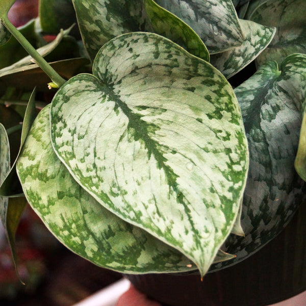 scindapsus pictus silver pothos Scindapsus Pictus 'Silver Cloud' | Silver Leaf Plant