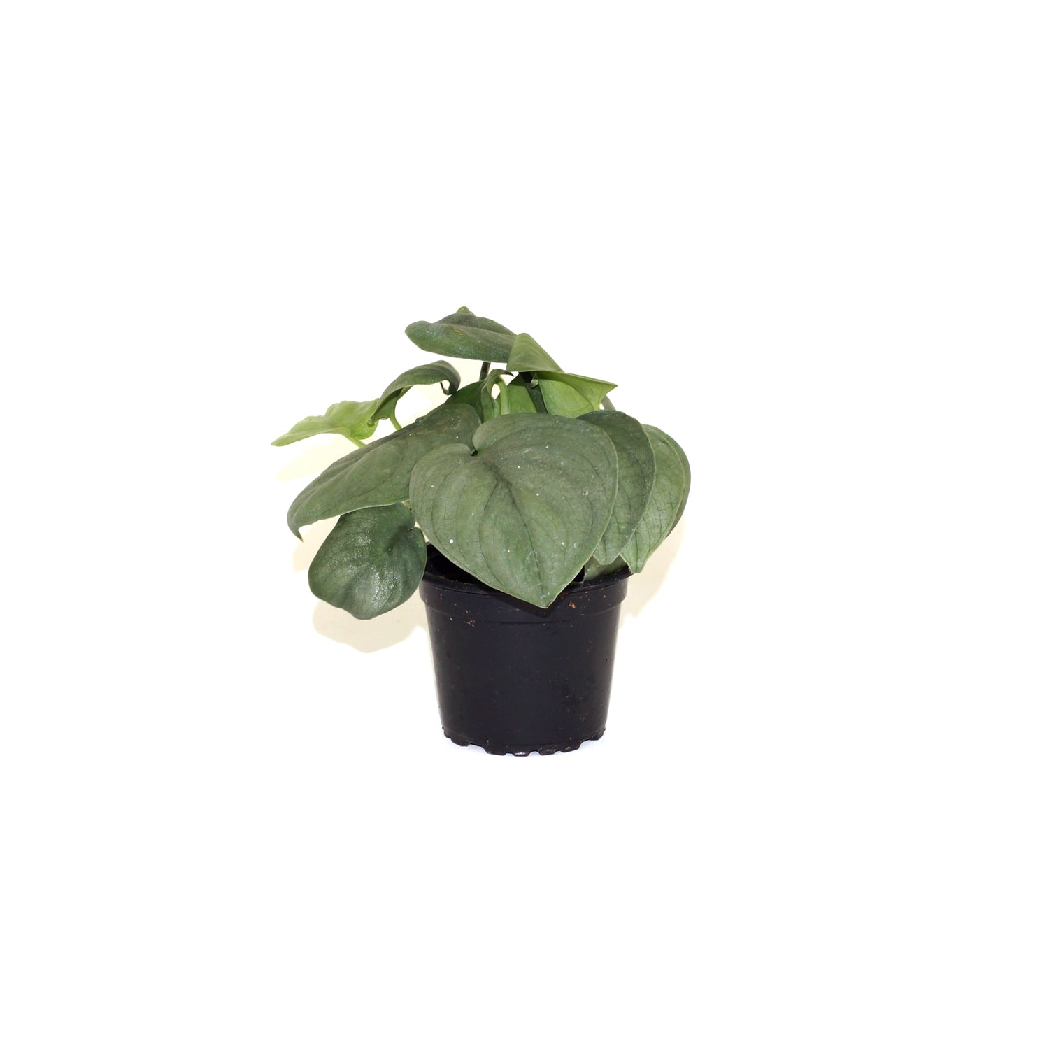 silver hero pothos Scindapsus Silver Hero - Grower’s Choice - 4” Pot
