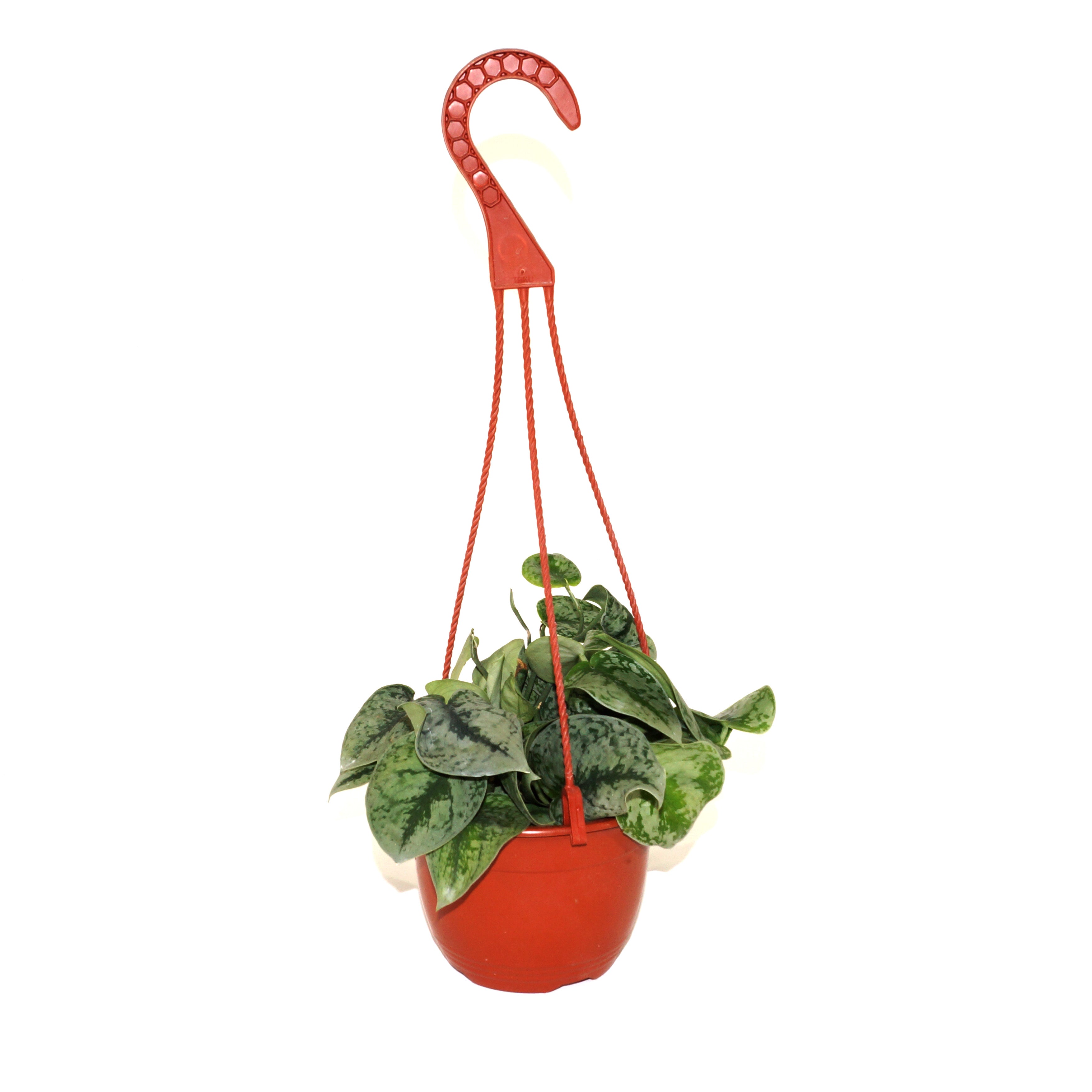 scindapsus hanging plant Scindapsus pictus 'Exotica'