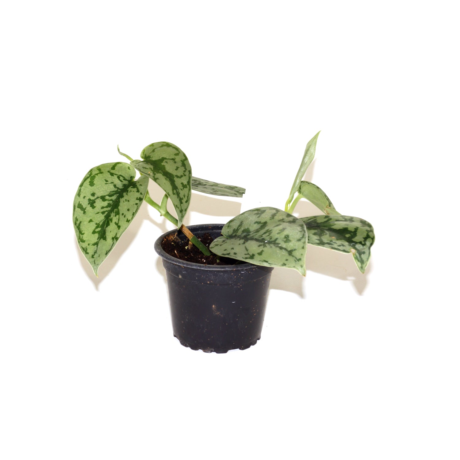 pothos silver lady Scindapsus Pictus Silver Lady | Silver-Splashed Green Leaves