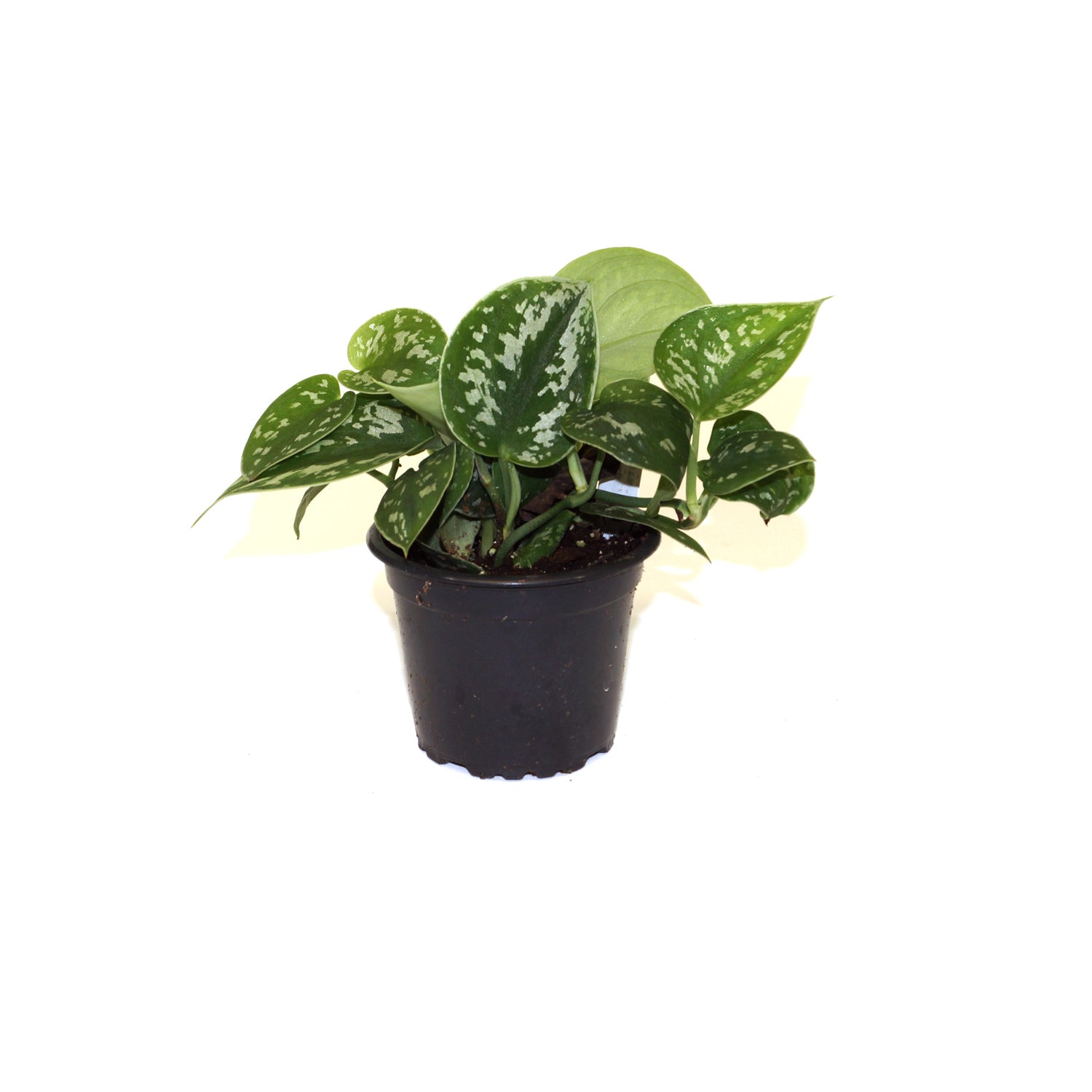 satin pothos argyraeus Satin Pothos Scindapsus Pictus Argyraeus