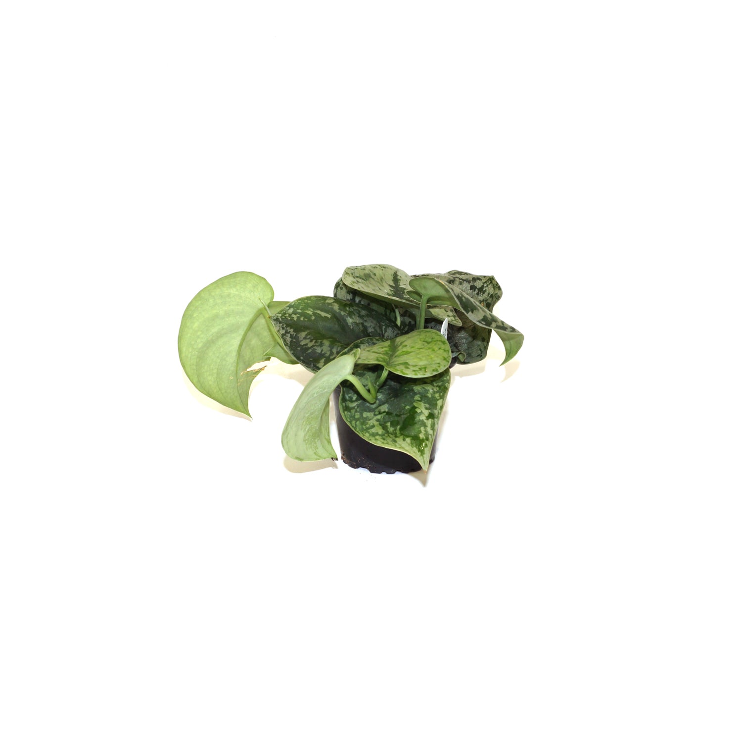 scindapsus pictus exotica satin pothos Scindapsus Pictus 'Exotica' | Plant w/ Large Silver Leaves