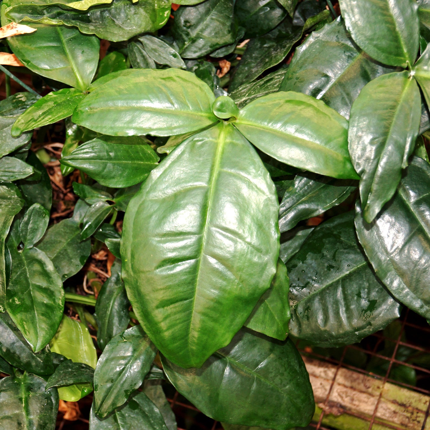 anthurium auritum Syngonium auritum