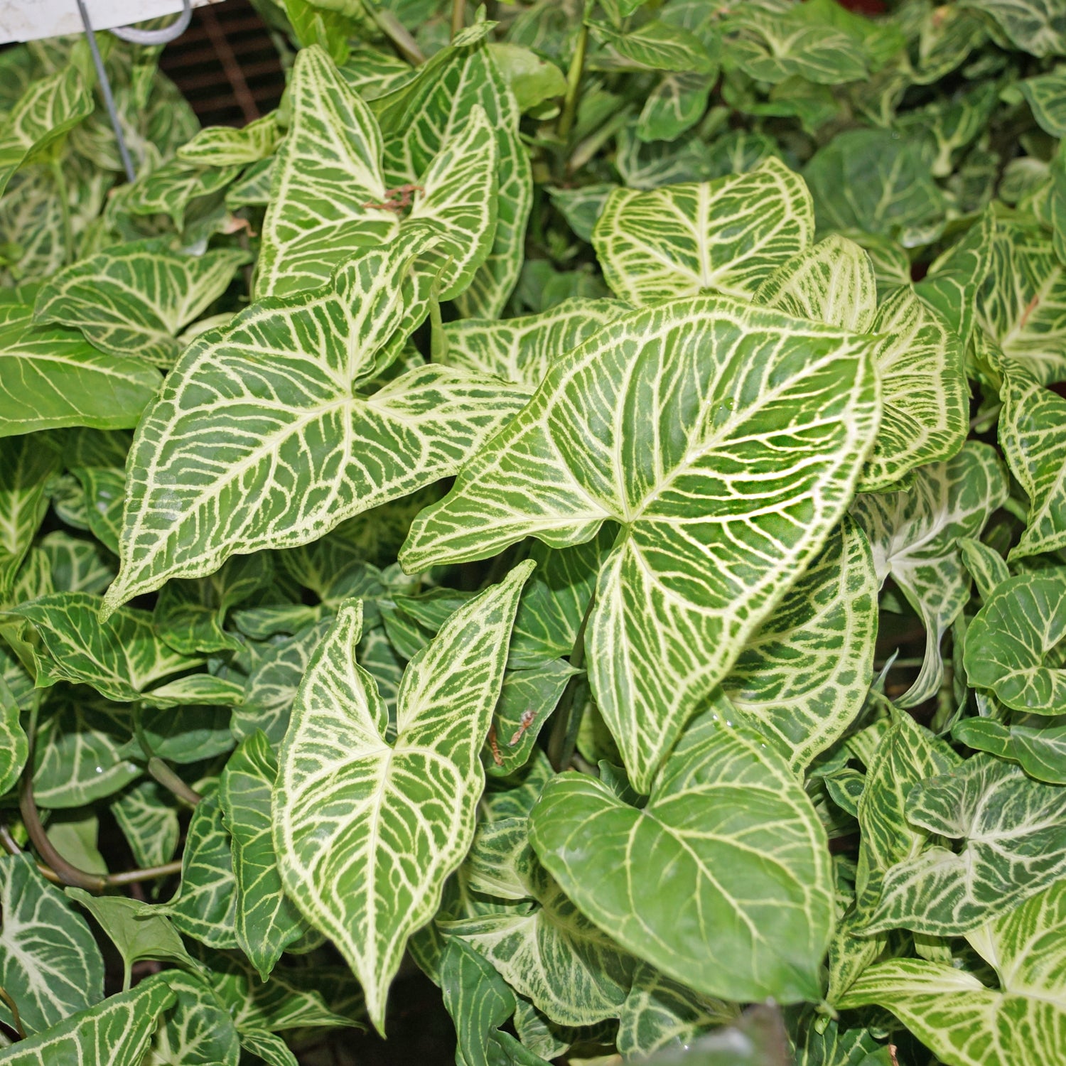 philodendron batik Syngonium podophyllum 'Batik'