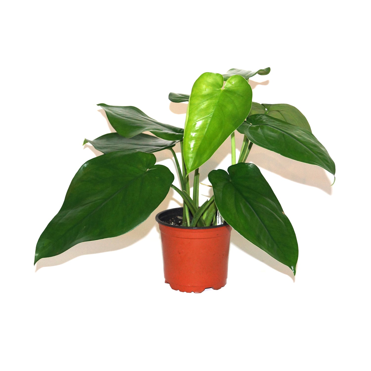 anthurium chiapense Syngonium chiapense