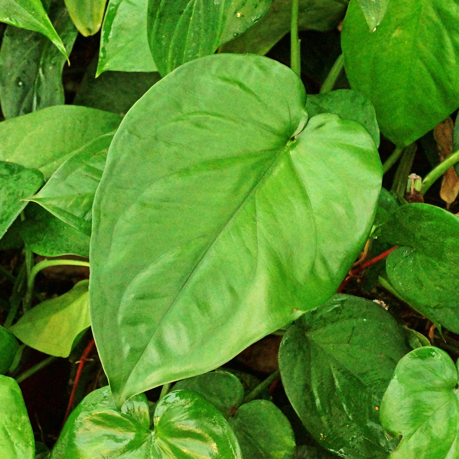 philodendron chiapense Syngonium chiapense