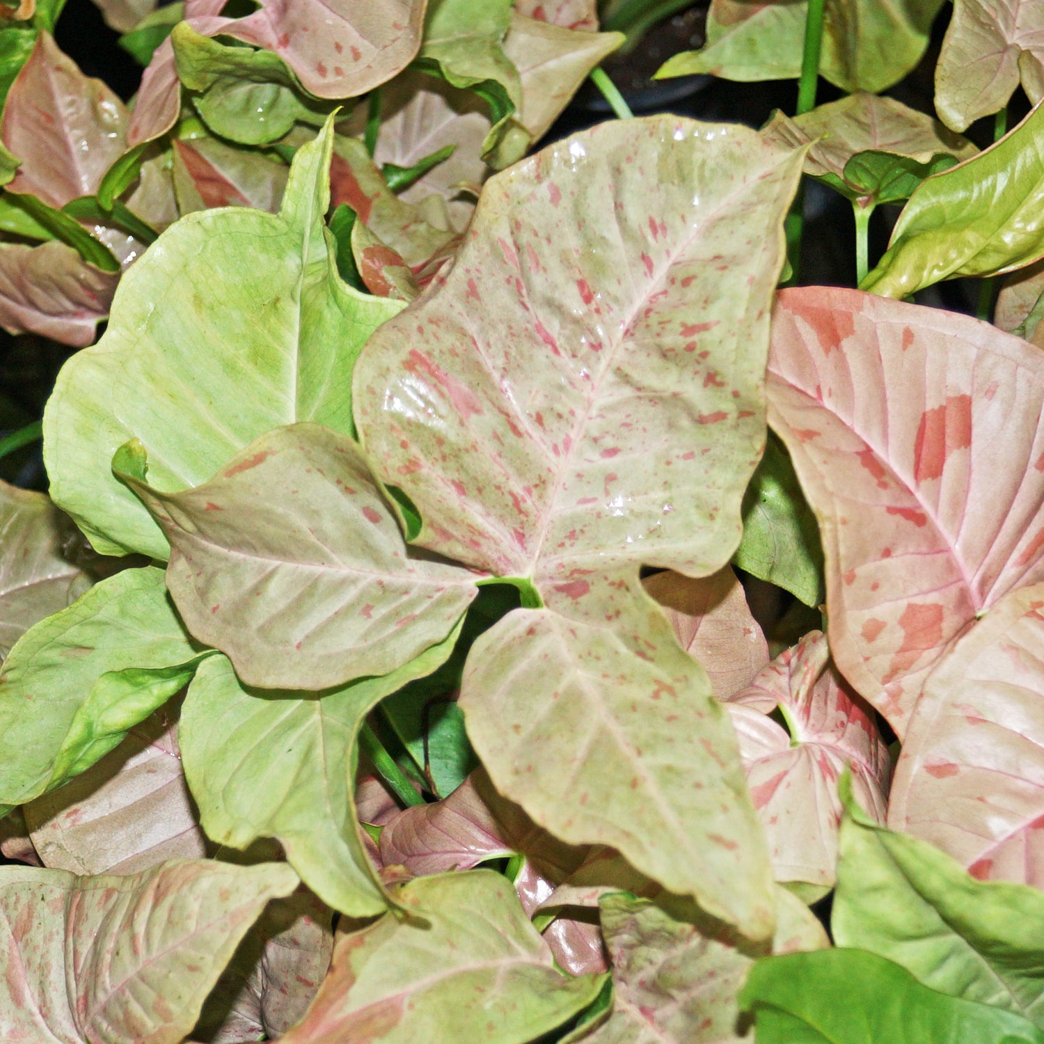 20+ Pink Allusion Arrowhead Plant Pink Arrowhead Plant