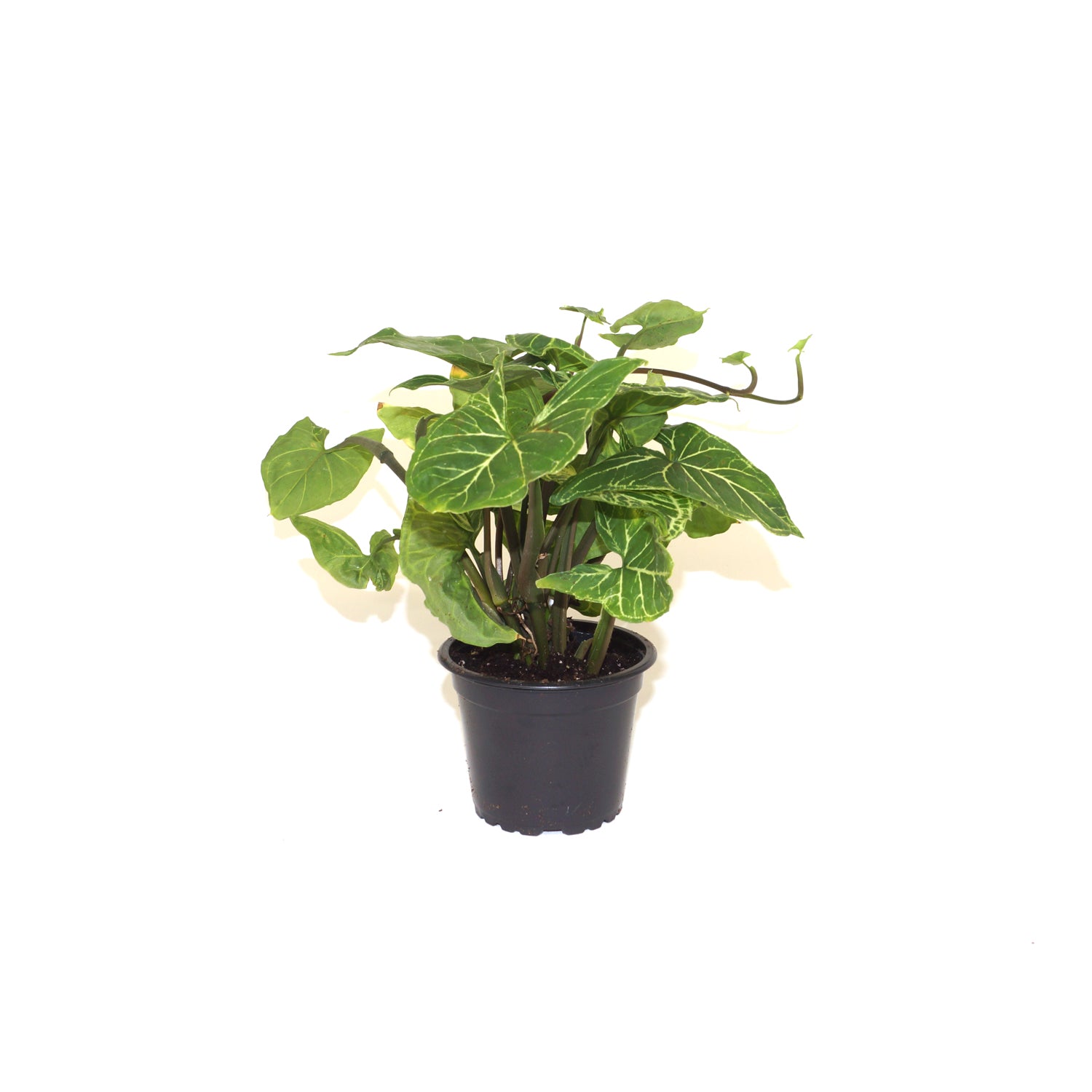philodendron batik Syngonium podophyllum 'Batik'